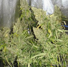 Kador CocoDiesel Flo+75