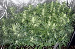 NFT/2x400w/cro+4/flo+30/ecsd/uk cheese/cocodiesel