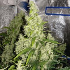 CocoDiesel Flo+50