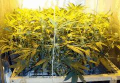 Scrog AéroBP 250W Flo 21 (1)