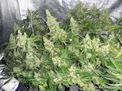 NFT 2x400W Flo 60 (3)