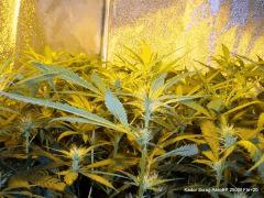 Scrog AéroBP 250W Flo 21 (3)
