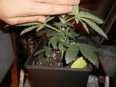 somango2