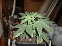 somango3