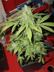 somango