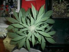 somango