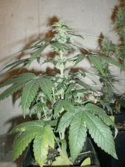 somango