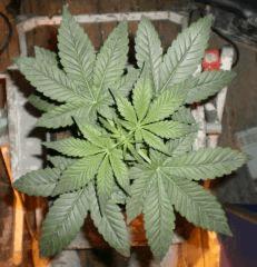 somango1