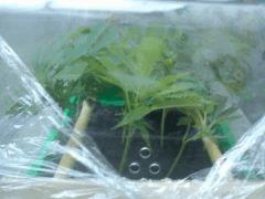 MES 15 PETITES BOUTURES (jours 2)