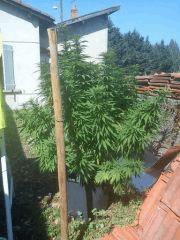AK 47 DEBU DE FLORAISON LE 14 AOUT 2011