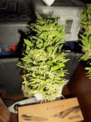 IMGP2191