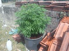 AK 47 JUIN 2011