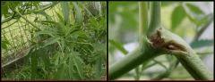 036 05JUILLET2008