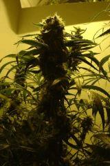 bud2
