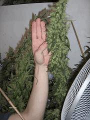 3 taillebud3