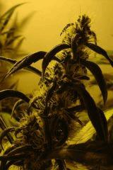 bud3