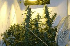 Mes plants problème De hauteur