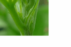 pistils