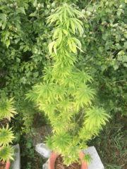 DSCF1051