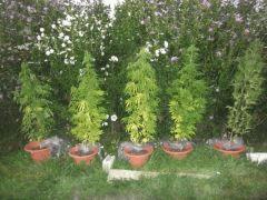 DSCF0756