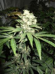 DSCF0172