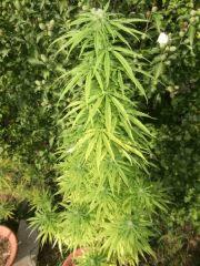 DSCF1113