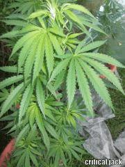 DSCF0425