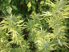 DSCF1072