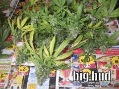 DSCF0315