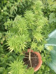 DSCF0872