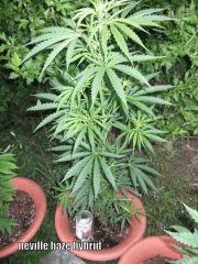DSCF0430