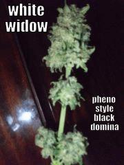 DSCF0301