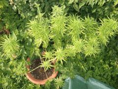 DSCF0868