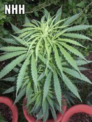 DSCF0431