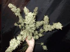 DSCF2337