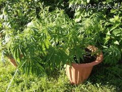 DSCF0509