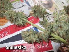 DSCF0354
