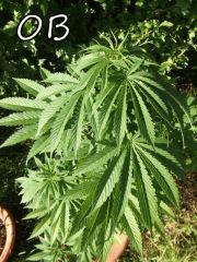DSCF0520