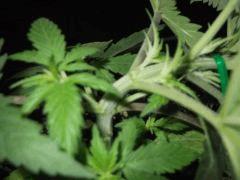 DSCF0227