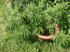 DSCF0531