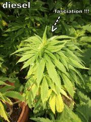DSCF0864
