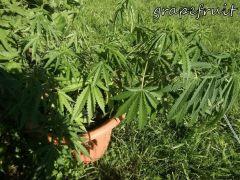 DSCF0510