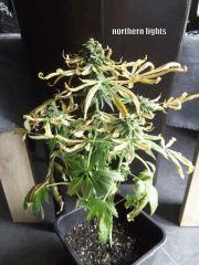 DSCF0252