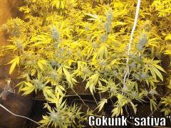 DSCF1743