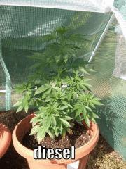 DSCF0372