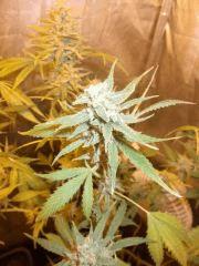 DSCF2021
