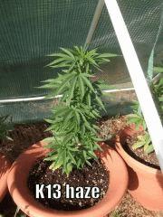 DSCF0374
