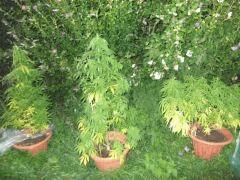 DSCF0755