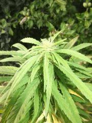 DSCF0860