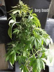 DSCF0257